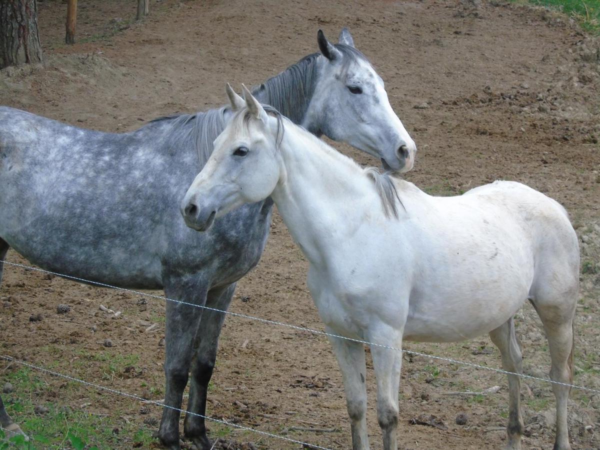 Tenuta Gran Bosco Loro Piceno المظهر الخارجي الصورة